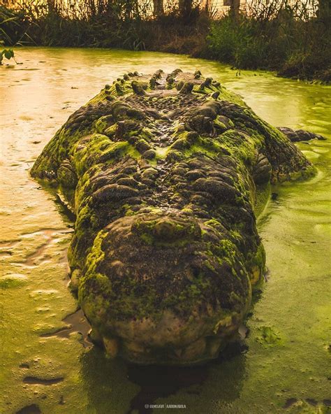 Huge Crocodile In Australia Rnatureismetal
