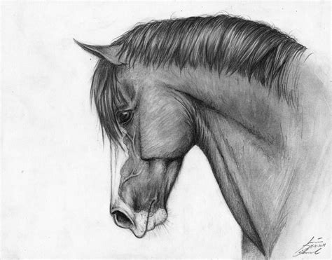 Image Result For Drawings Of Horses Tete De Cheval Dessin Dessin