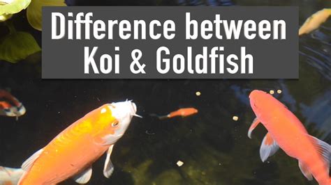 Difference Between Koi And Goldfish