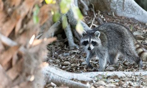 Top Tips For Successfully Hunting Raccoons Camden Chronicle