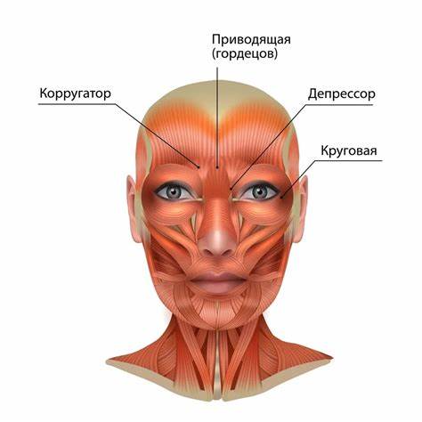 Как без операции убрать лишнюю кожу на животе
