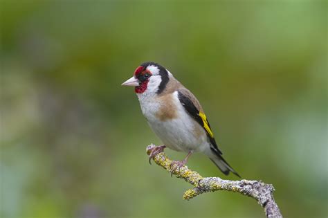 Common French Bird Species Face Unrelenting Decline Cgtn
