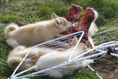 However, that doesn't explain why otherwise healthy dogs would develop a taste for waste. File:Greenland-dog-puppies-eating-muskox.jpg - Wikimedia ...