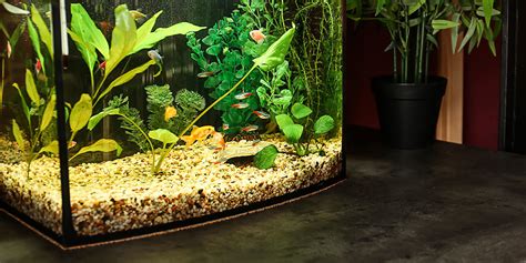 Créer Une Fourmilière Dans Un Aquarium - Comment débuter avec un aquarium d'eau douce - WallForPets