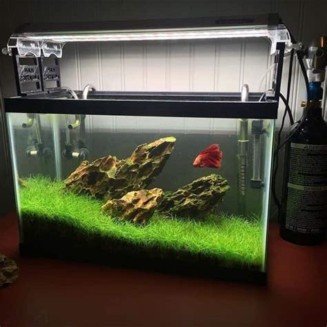 Betta Fish Tank Ideas Unique Cute And Cool Designs
