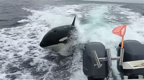 Video Shows Killer Whales Swimming Alongside Boat