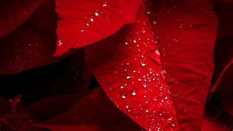 Poinsettia Red Leaves Wallpapers Hd Wallpapers Id 19249