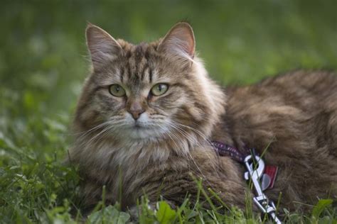 Dying to adopt a siberian cat? Siberian Cat Rescue
