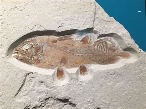 Great White Shark Sized Ancient Fish Discovered By Accident From