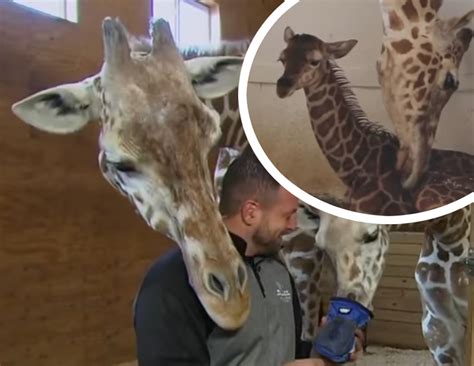Viral Sensation April The Giraffe Dead At 20