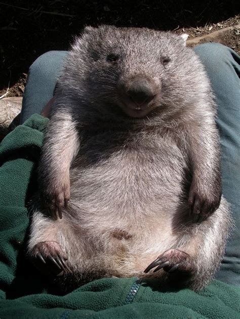 This Sunbaking Wombat 25 Critters That Will Kill You With Their