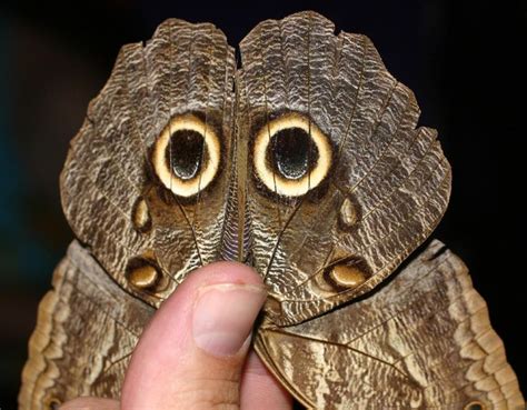 See The Owl Insects Mimicry Owl