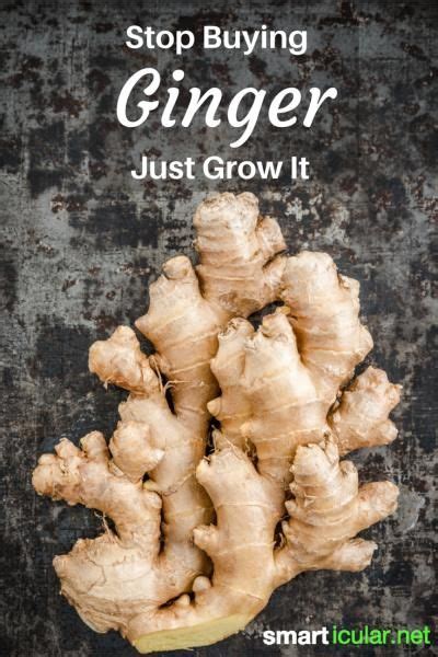 Stop Buying Ginger Simply Grow Your Own Gem Se Pflanzen Ingwer Anpflanzen Ingwer Anbauen