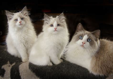Blue Bicolor Ragdoll Cat Blue Moon And Two Of Her Daughters Ragdoll Cat Beautiful Cats Cats