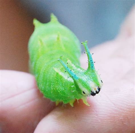 This Absurdly Cute Caterpillar Is The Larva Of The