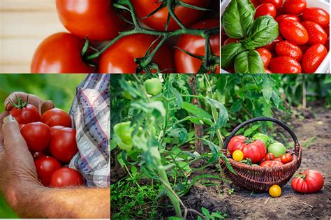 Best Tip For Growing Tomatoes In Your Victory Garden
