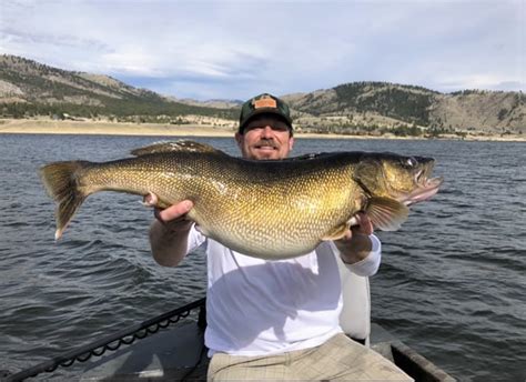 Massive Walleye Sets New Montana State Record