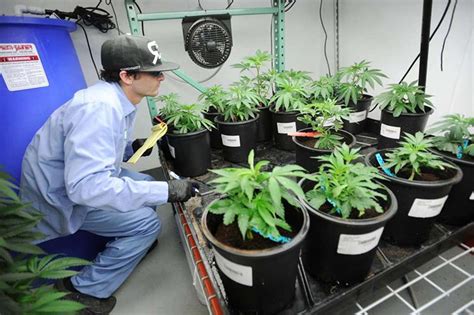 In fact, the title itself isn't official. New Jersey Marijuana Legalization: Home Grow, 400 Legal ...