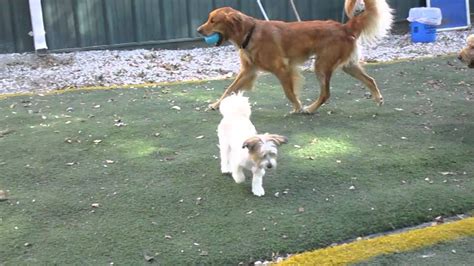 Please visit our blog for more information on. Chasing Sammy | Dog daycare, Animal hospital, Veterinary ...
