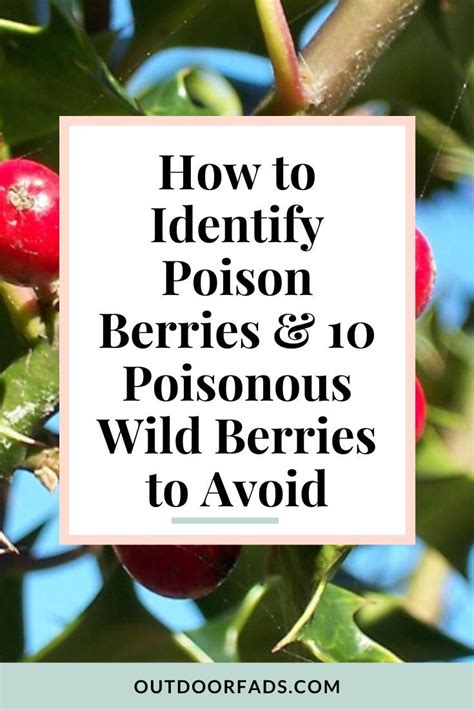 How To Identify Poison Berries And 10 Poison Berries To Avoid Wild