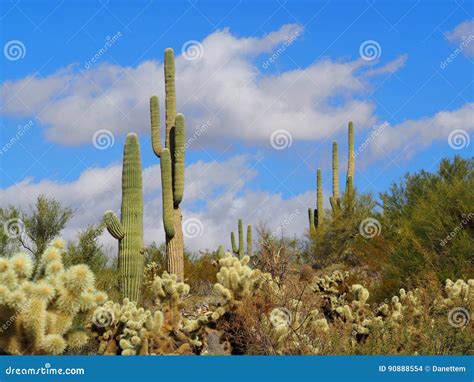 Arizona Desert Cacti Landscape Stock Photo Image Of Grow Sharp 90888554