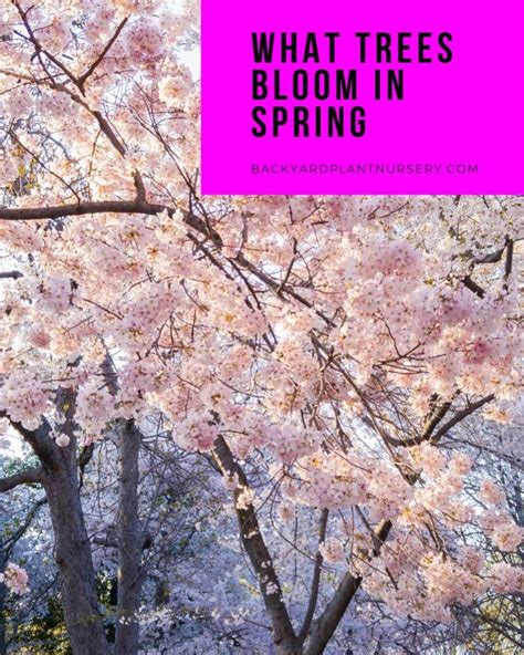 Best Flowering Trees For Spring