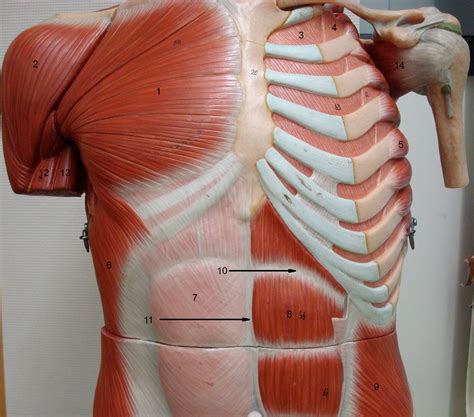 The torso is kind of tilted back and the pectoralis majors are sitting up on top of that rope kids. Anatomy Lab Photographs Chest Muscles