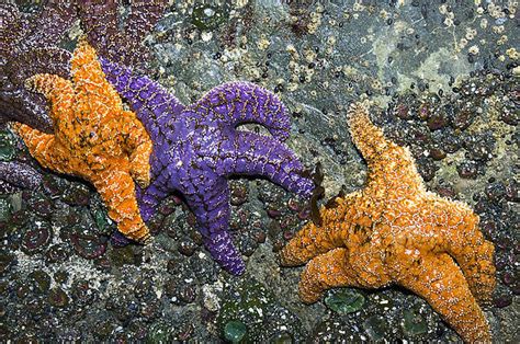 Purple Starfish Photographs Fine Art America