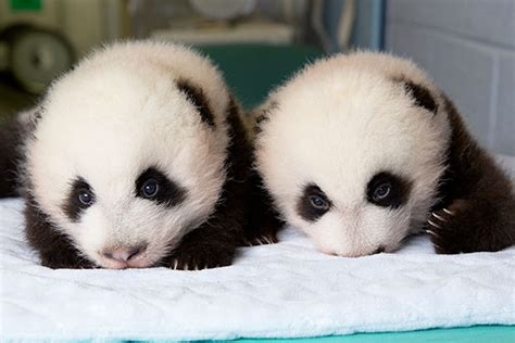 Time Lapse Video Of Baby Giant Panda Twins First 100 Days