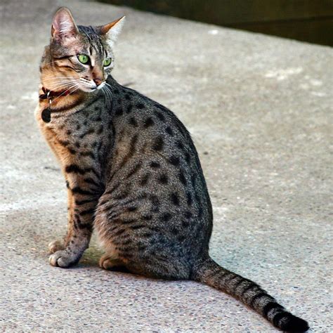 Egyptian Mau Cat Cat Breeds Cats Cat Having Kittens