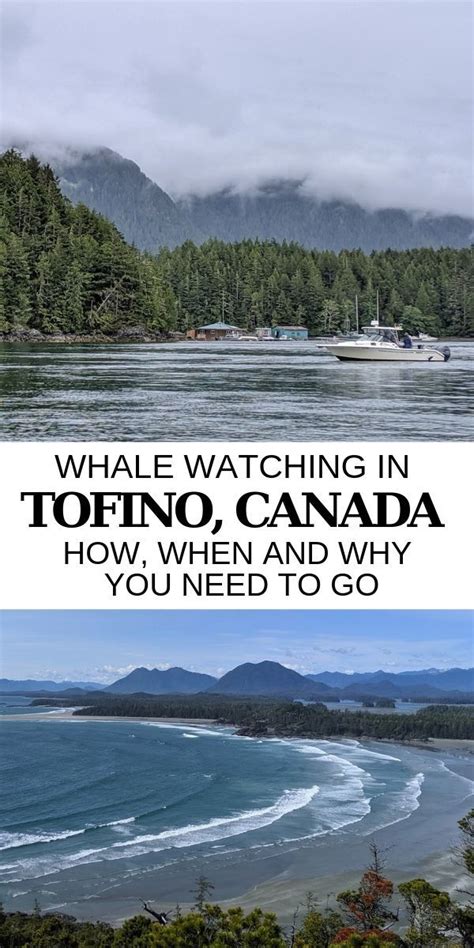 Tofino Whale Watching How When And Why You Need To Go Whale
