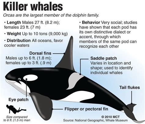 Pin On Killer Whales