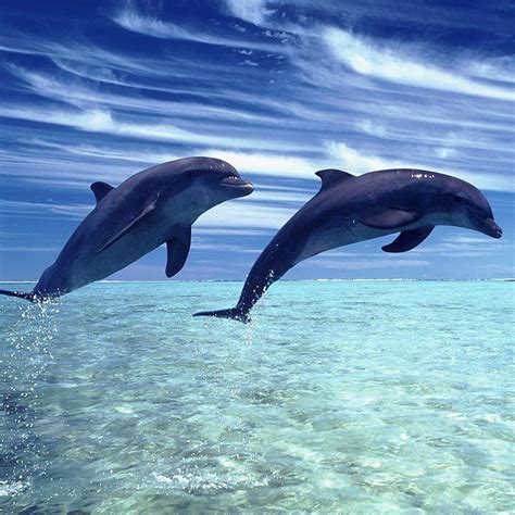 Dolphins Jumping Wallpapers Wallpaper Cave
