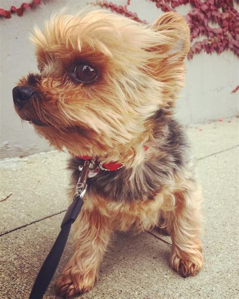 A Small Dog Sitting On Top Of A Sidewalk