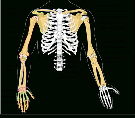Human Arm Bone Structure Filehuman Arm Bones Diagramsvg Wikipedia