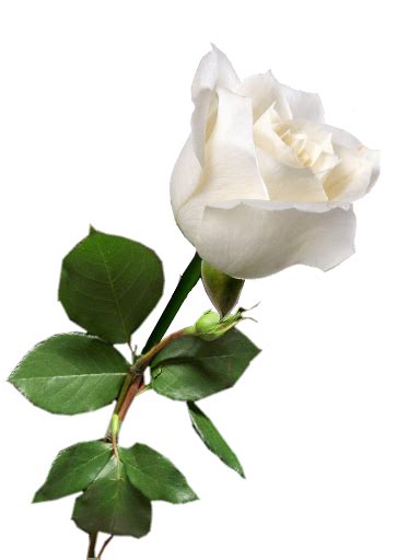 White Rose Transparent Png Pictures Free Icons And Png Backgrounds