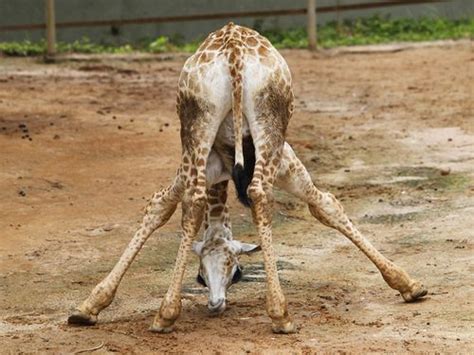 This Is How I Have Felt My Entire Life Awkward Giraffe Cute