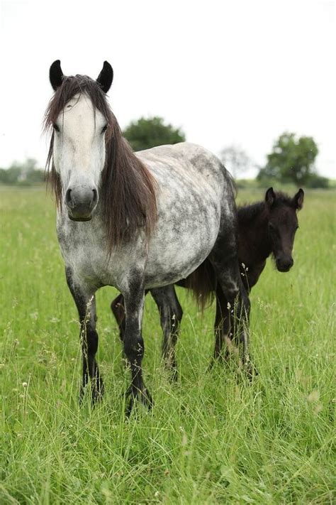 Fell Pony Breed Information And Pictures Petguide Petguide