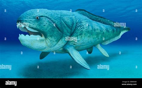 Dunkleosteus Dunkleosteus Dinichthys Largest Know Member Of Extict