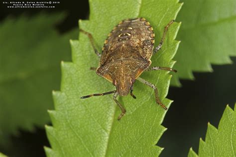 Minnesota Seasons Stink Bug Euschistus Spp