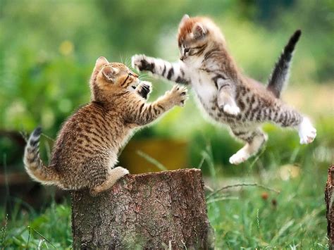 Cat Fight Kittens Wallpaper Fanpop