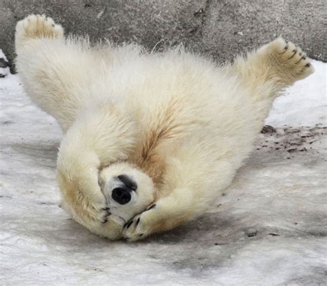 We did not find results for: Amper Bae: polar bear cubs