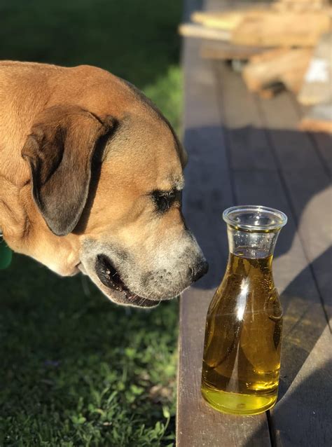 Is Olive Oil Good For Dogs Ears Obviousthings Your Vet Wont Share