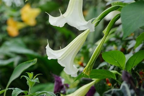 How To Grow And Care For Brugmansia Angels Trumpets Bbc Gardeners
