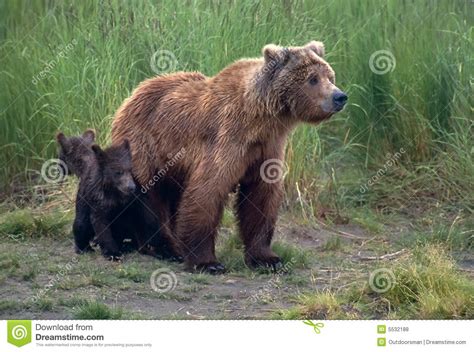 Grizzly Bear With Her Cubs Royalty Free Stock Photos