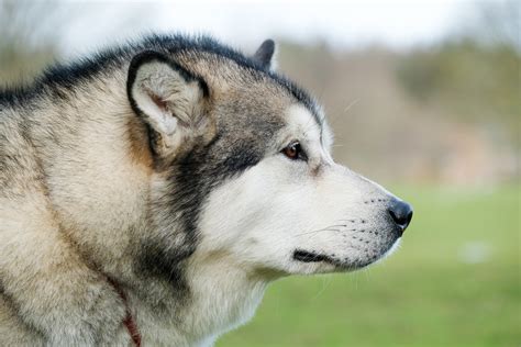 The 20 Most Obedient Large Dog Breeds
