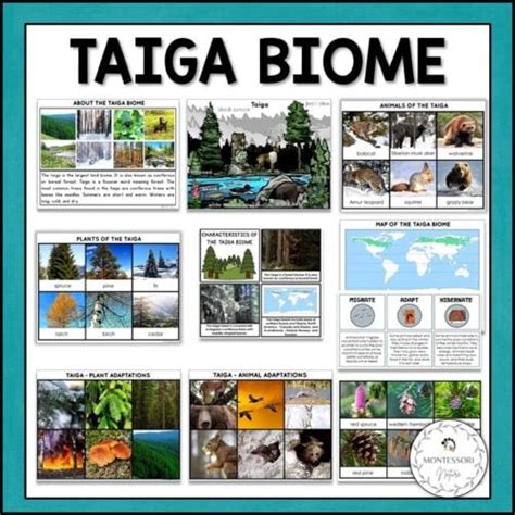 Taiga Biome Boreal Forest Characteristics Animal And Plant