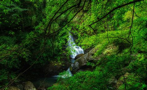 Small Waterfall In Green Forest