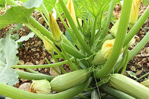 Martha's head gardener, ryan mccallister, has a few tips and techniques to help you get a plentiful harvest of zucchini this season. Zucchini harvest - Taste of Beirut