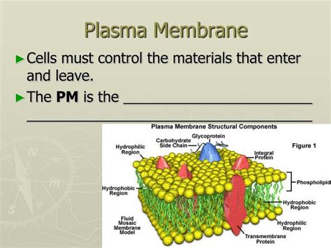 Ppt Plasma Membrane Powerpoint Presentation Free Download Id1741634